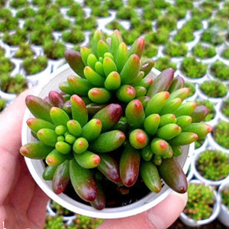 虹如玉 虹如玉