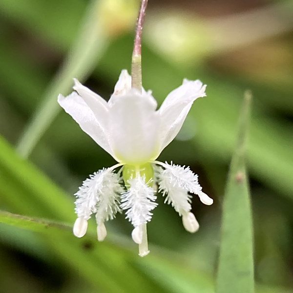 Arthropodium candidum