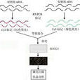 基因晶片