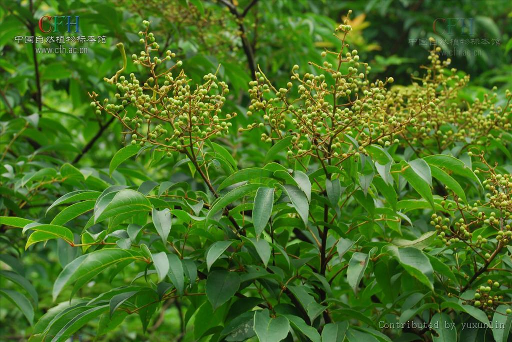 腺毛泡花樹 腺毛泡花樹