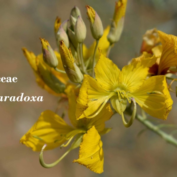 Cleome paradoxa