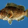 紅棕石斑魚 紅棕石斑魚