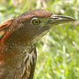 栗頭鳽 栗頭鳽