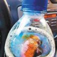 死魚可樂 死魚可樂