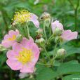 野薔薇(歌德的詩)