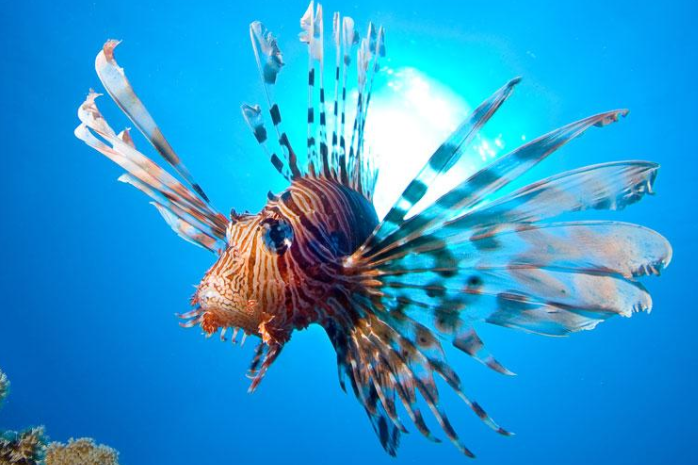 側副獅子魚 側副獅子魚