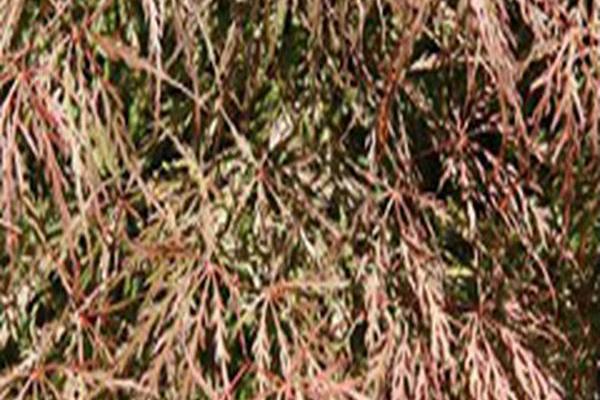 Acer palmatum var. dissectum \x27Garnet\x27 Acer palmatum var. dissectum \x27Garnet\x27