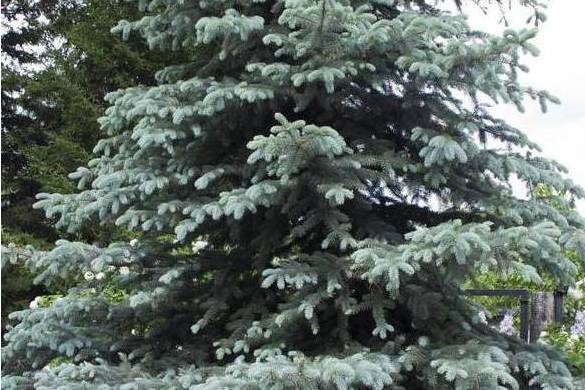 藍雲杉393號 藍雲杉393號