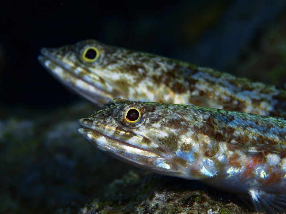 谷蜥魚 谷蜥魚