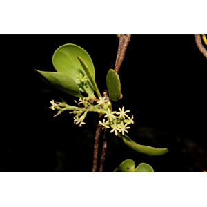 Struthanthus cassythoides