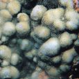 銀白濱珊瑚