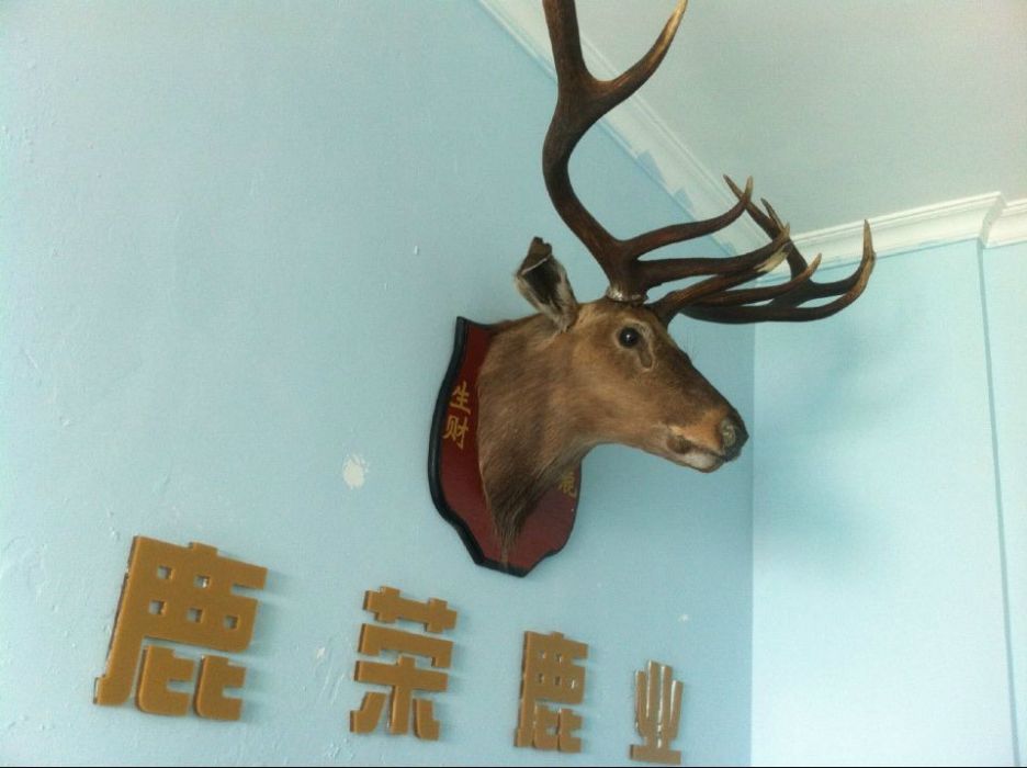鹿頭標本 鹿頭標本