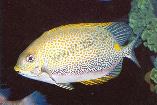 籃子魚屬 籃子魚屬