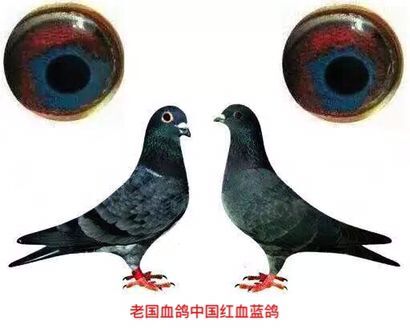 紅血藍眼鴿(紅血藍鴿)