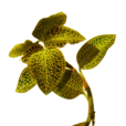 金草(開唇蘭屬花葉開唇蘭植物)
