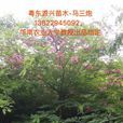 花旗木 花旗木