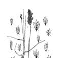 尖早熟禾 尖早熟禾
