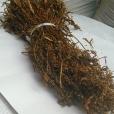 盤形辛那參 盤形辛那參