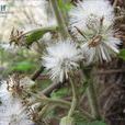 矛葉合耳菊 矛葉合耳菊