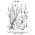 長安薹草 長安薹草