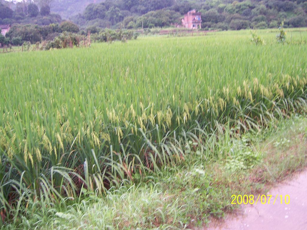 白土鄉水稻