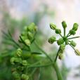 細葉芹屬 細葉芹屬
