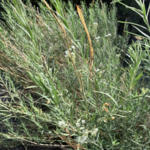 Amsonia palmeri