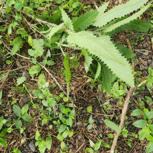樹蕁麻
