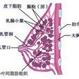 乳腺炎(疾病)
