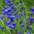 藏荊芥(藏荊芥) 藏荊芥(藏荊芥)
