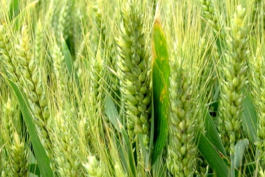 龍輻麥8號 龍輻麥8號