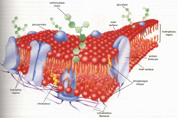 細胞膜結構圖