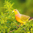 橙胸綠鳩 橙胸綠鳩