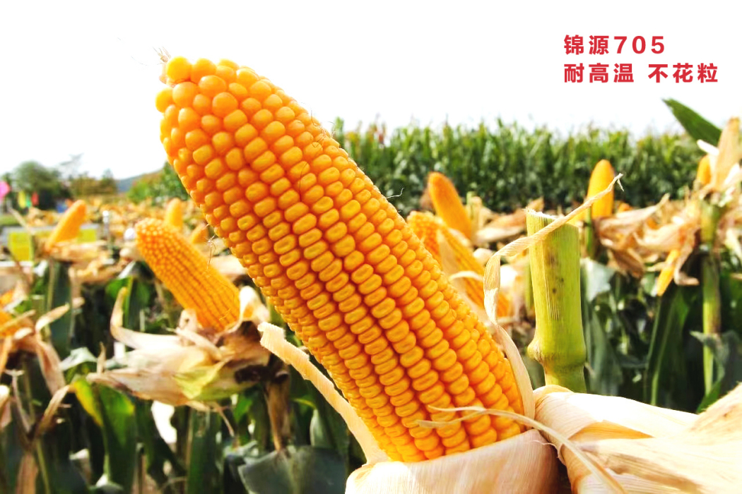 錦源705 錦源705