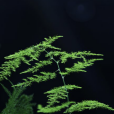 山文竹 山文竹