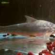 圓口銅魚