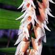 蜂腰蘭 蜂腰蘭