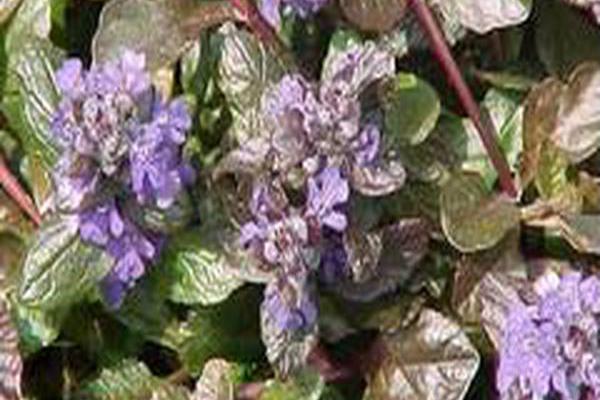 Ajuga reptans \x27Atropurpurea\x27
