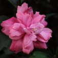 木槿花(槿花（木槿花）)