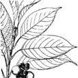 短尾柯 短尾柯