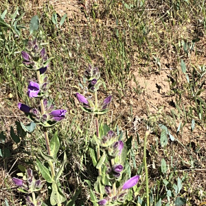 Penstemon glandulosus