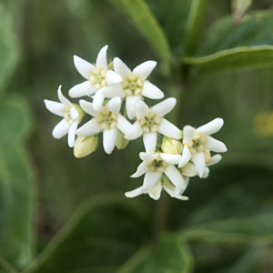 Vincetoxicum hirundinaria