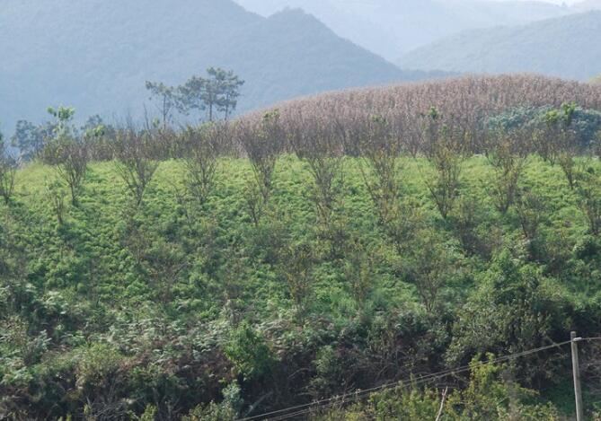 荒寨村 荒寨村