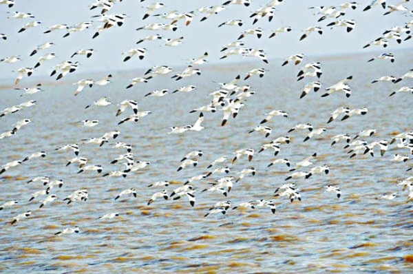 黃河三角洲濕地成為鳥類天堂