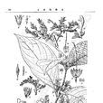 長毛錐花 長毛錐花