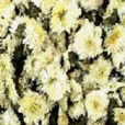 君白菊 君白菊