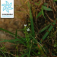 尖帽草 尖帽草