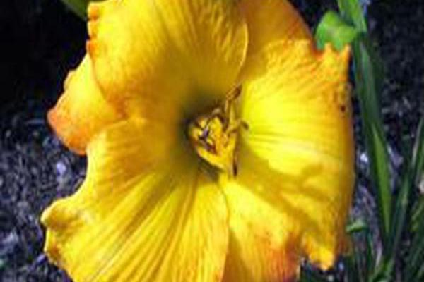 Hemerocallis \x27Ciel D\x27Or\x27