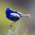 藍白細尾鷯鶯