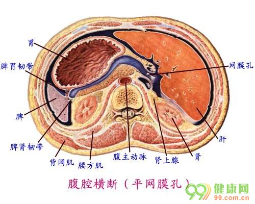 腹膜腔